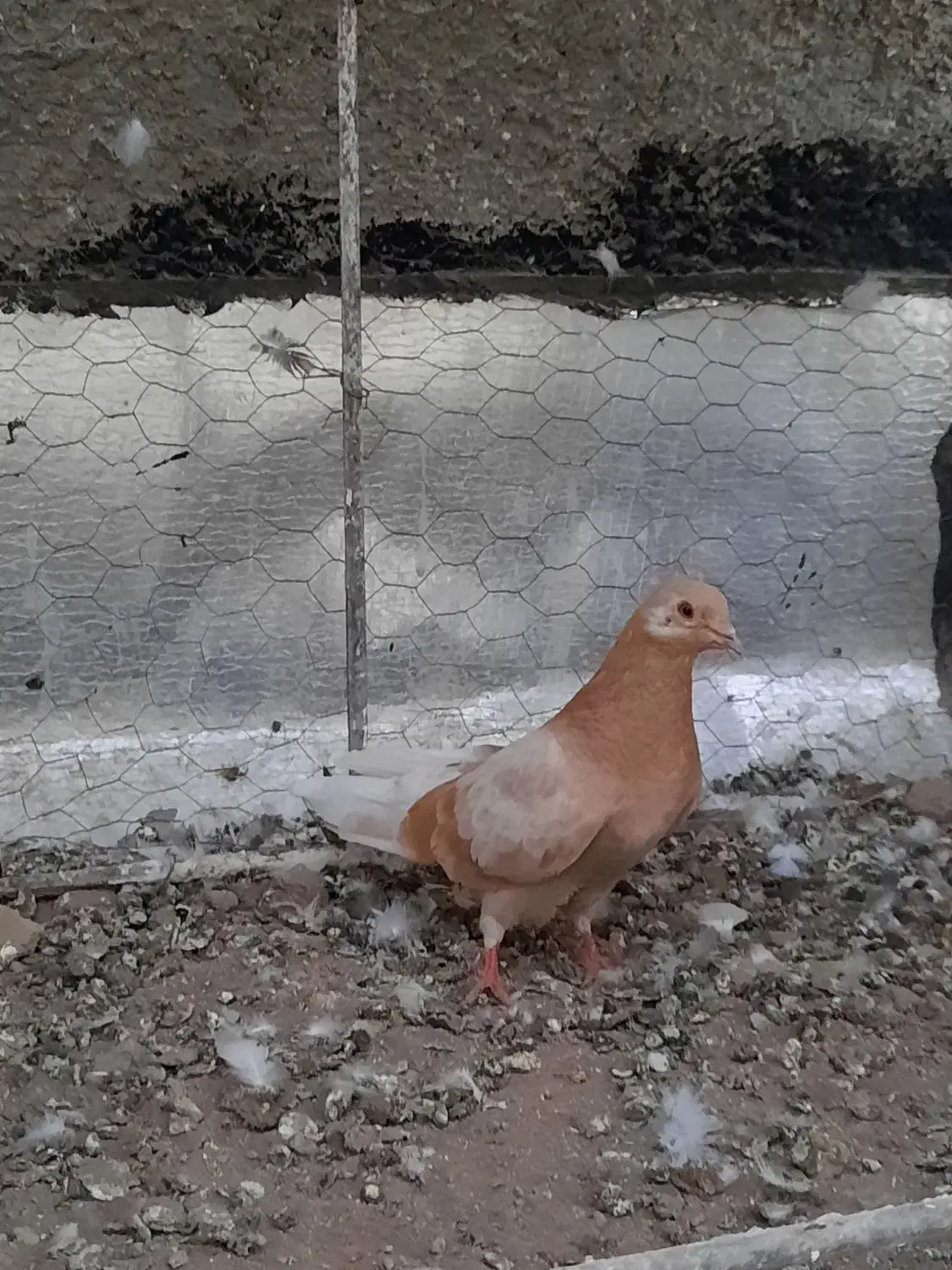 کفتر زردی|پرنده|پاکدشت, پاکدشت (مامازند)|دیوار