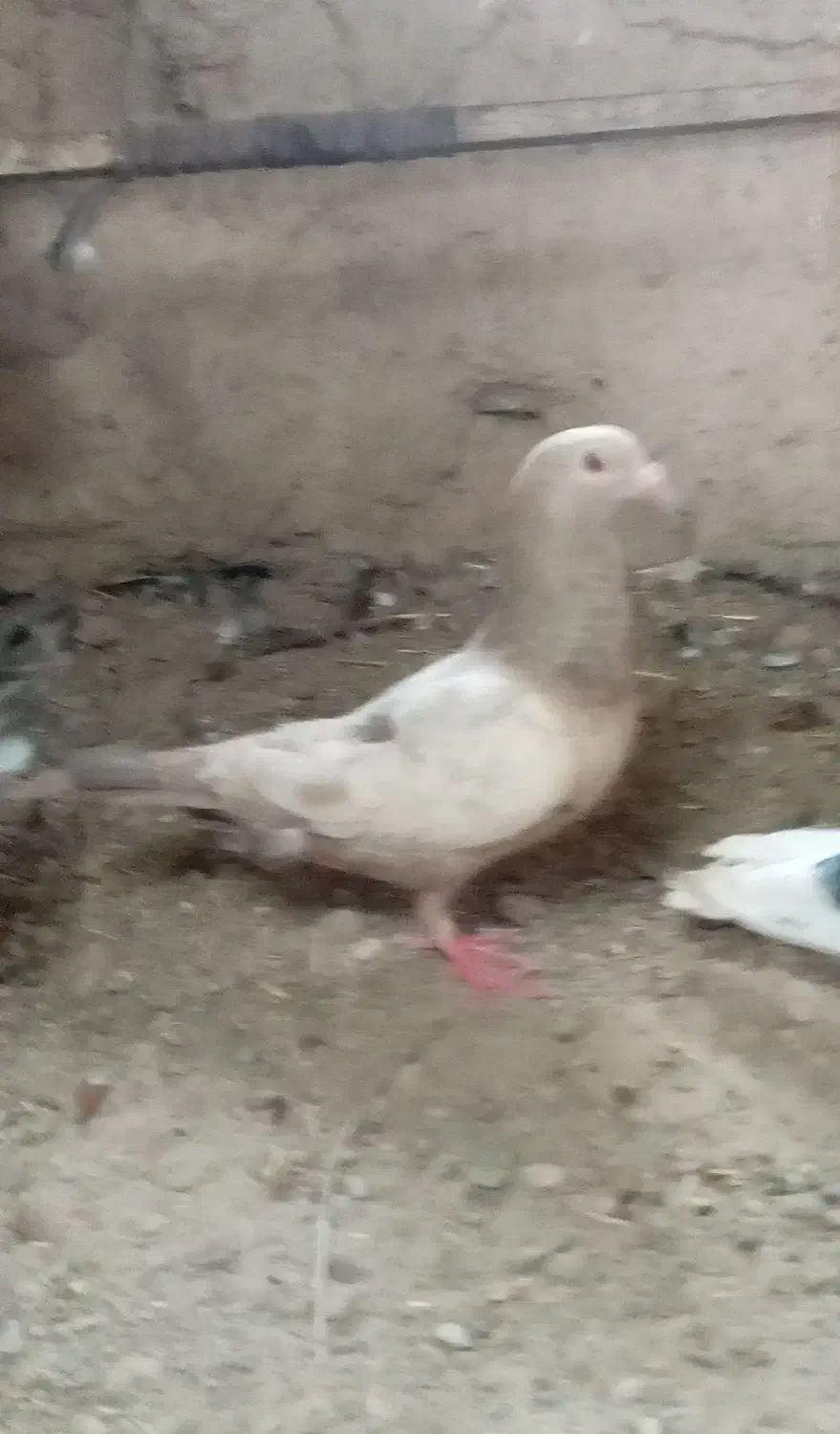 کبوتر|پرنده|زهک, |دیوار