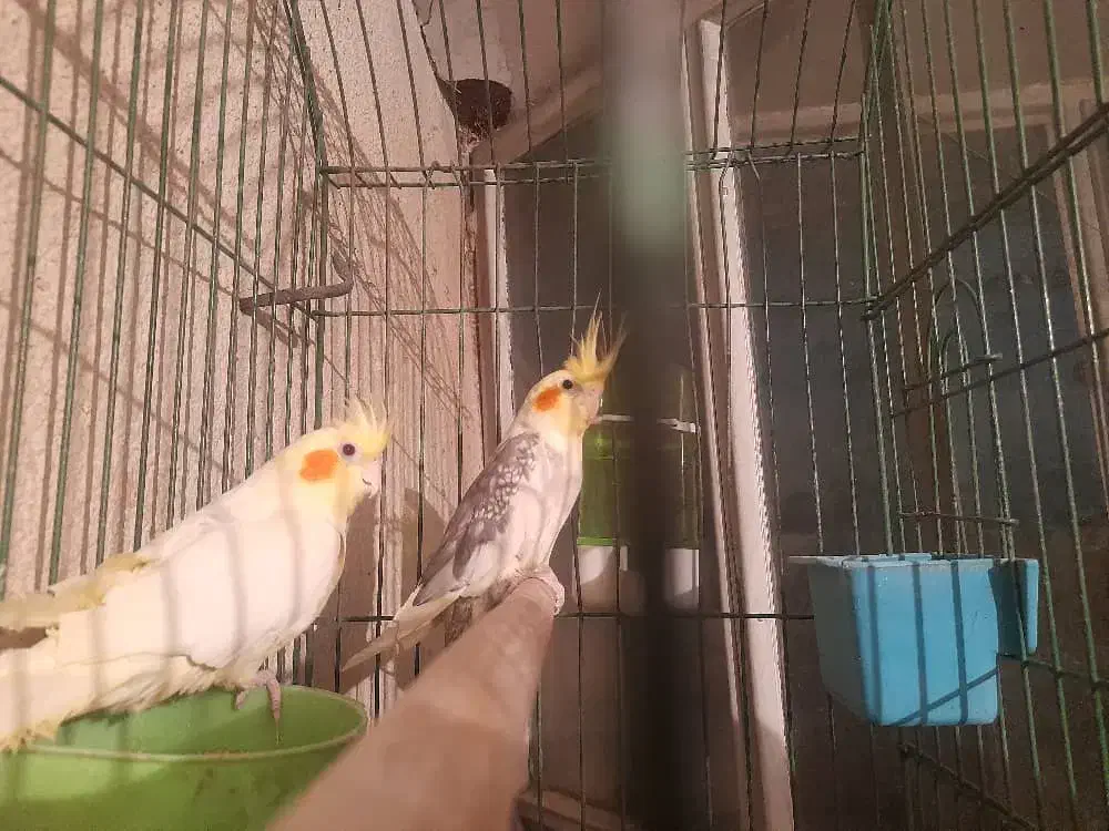 فروش یک جفت عروس هلندی|پرنده|تهران, مشیریه|دیوار