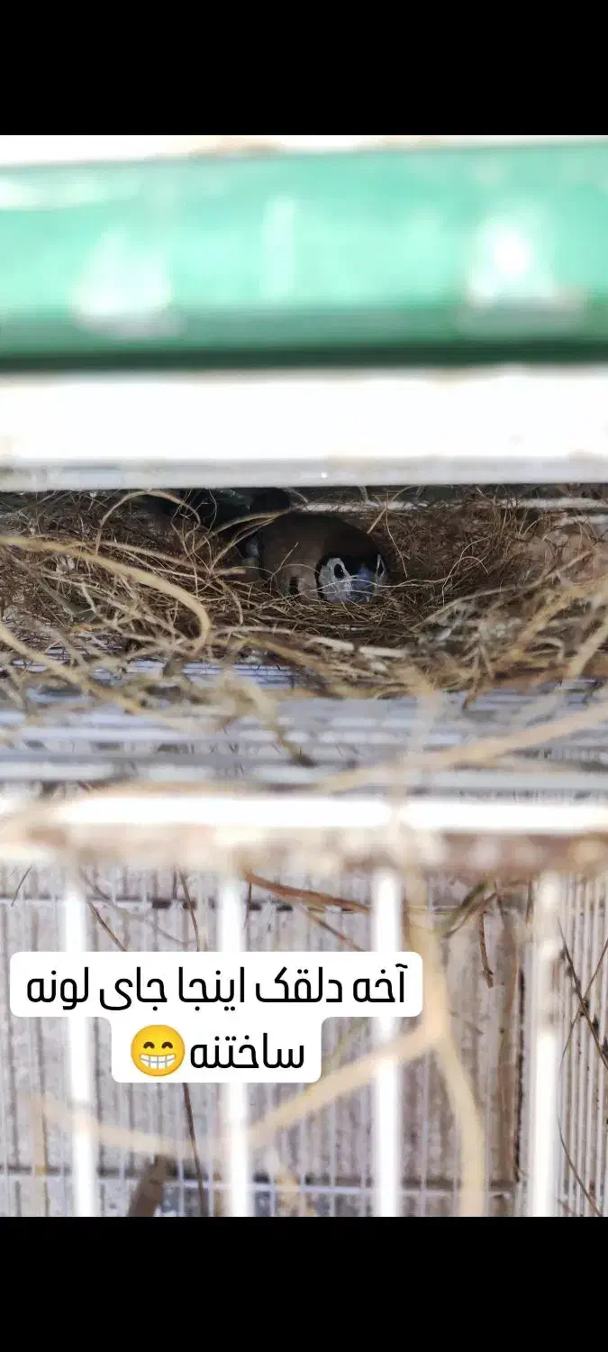 فنچ جغدی نر|پرنده|ایرانشهر, |دیوار