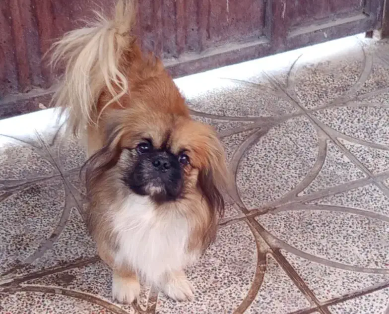 سگ اسپانیل تبتی|سگ|کرمان, |دیوار