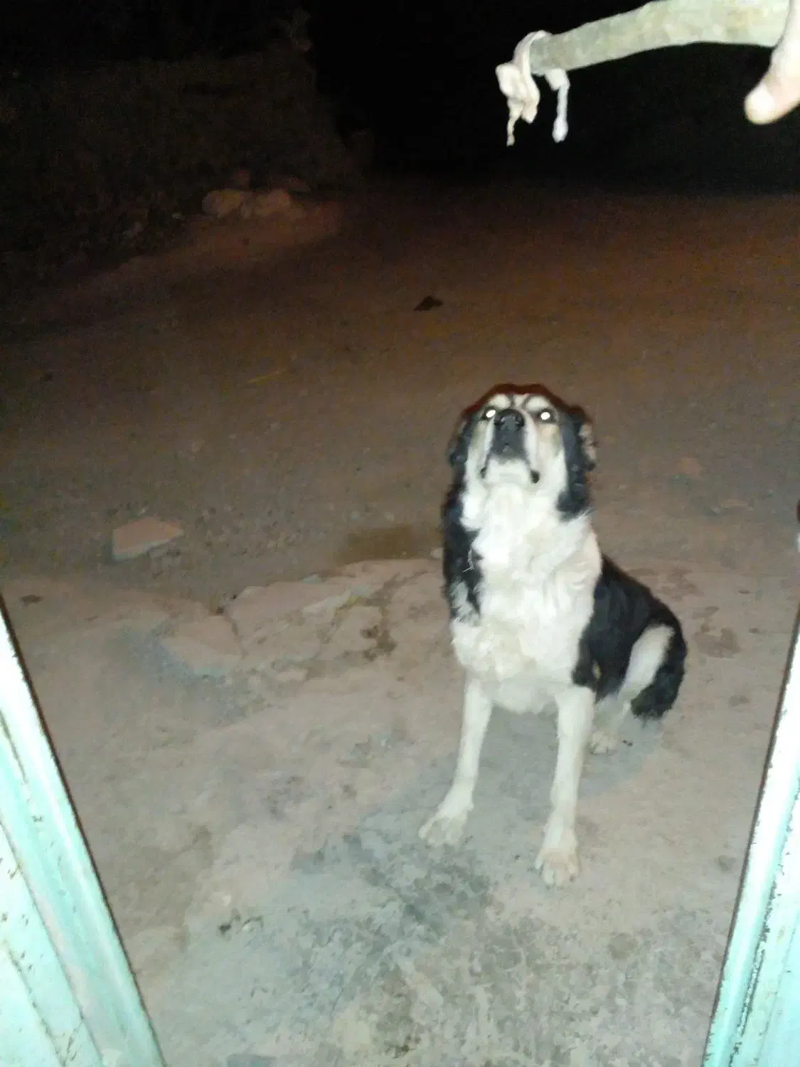 سگ گله|سگ|بیرجند, |دیوار