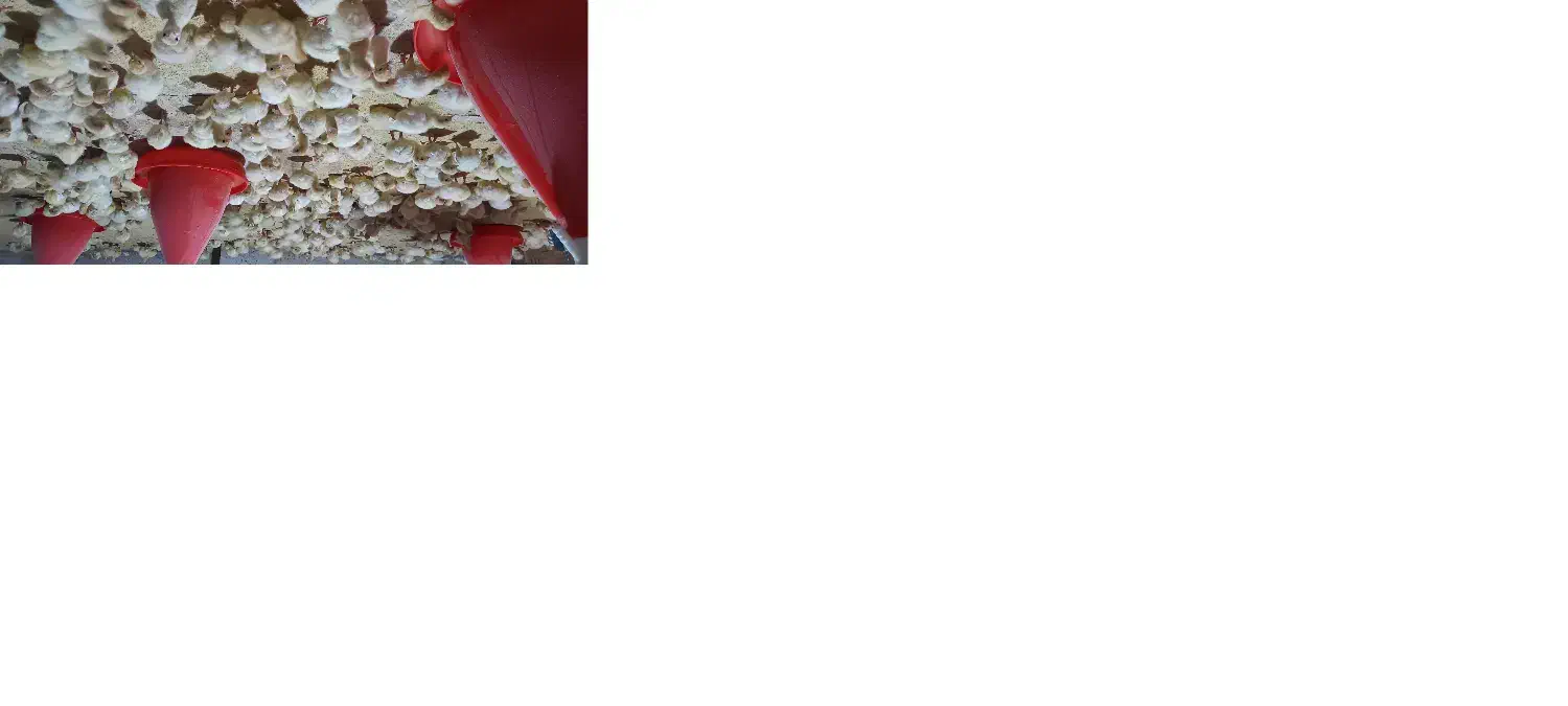 فروش جوجه بوقلمون بیوتی|حیوانات مزرعه|بابل, |دیوار