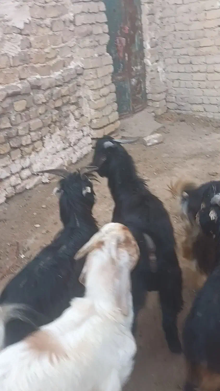 بزغاله نر|حیوانات مزرعه|قم, باجک یک|دیوار