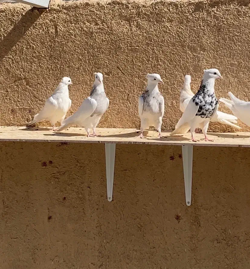 ۳۷ عدد طوقی |پرنده|شهرضا, |دیوار