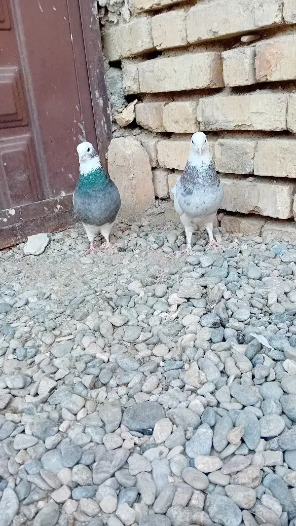 کبوتر طوقی|پرنده|ورزنه, |دیوار