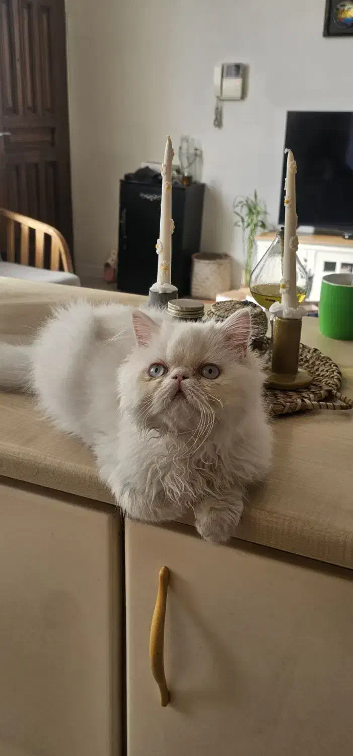 گربه پرشین|گربه|تهران, شهرک پرواز|دیوار