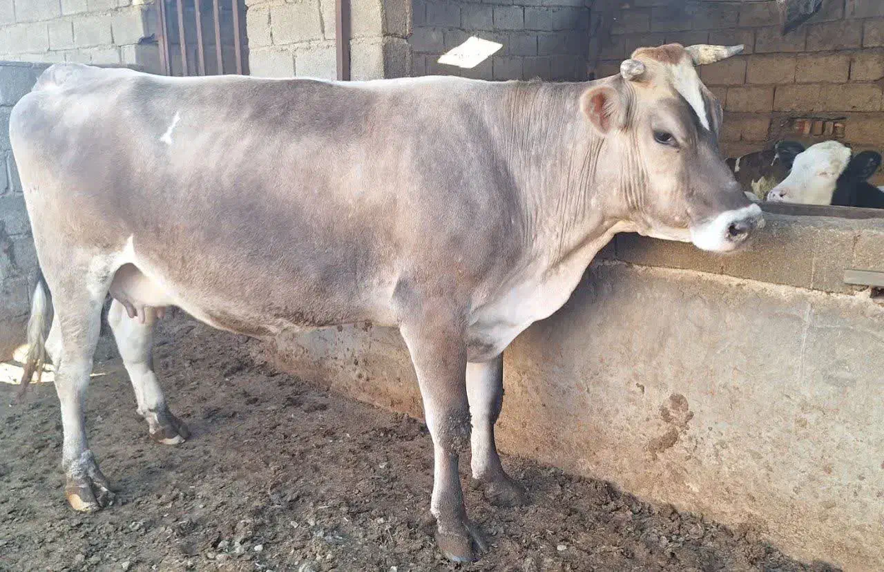 گاو شیری|حیوانات مزرعه|اهواز, دغاغله|دیوار