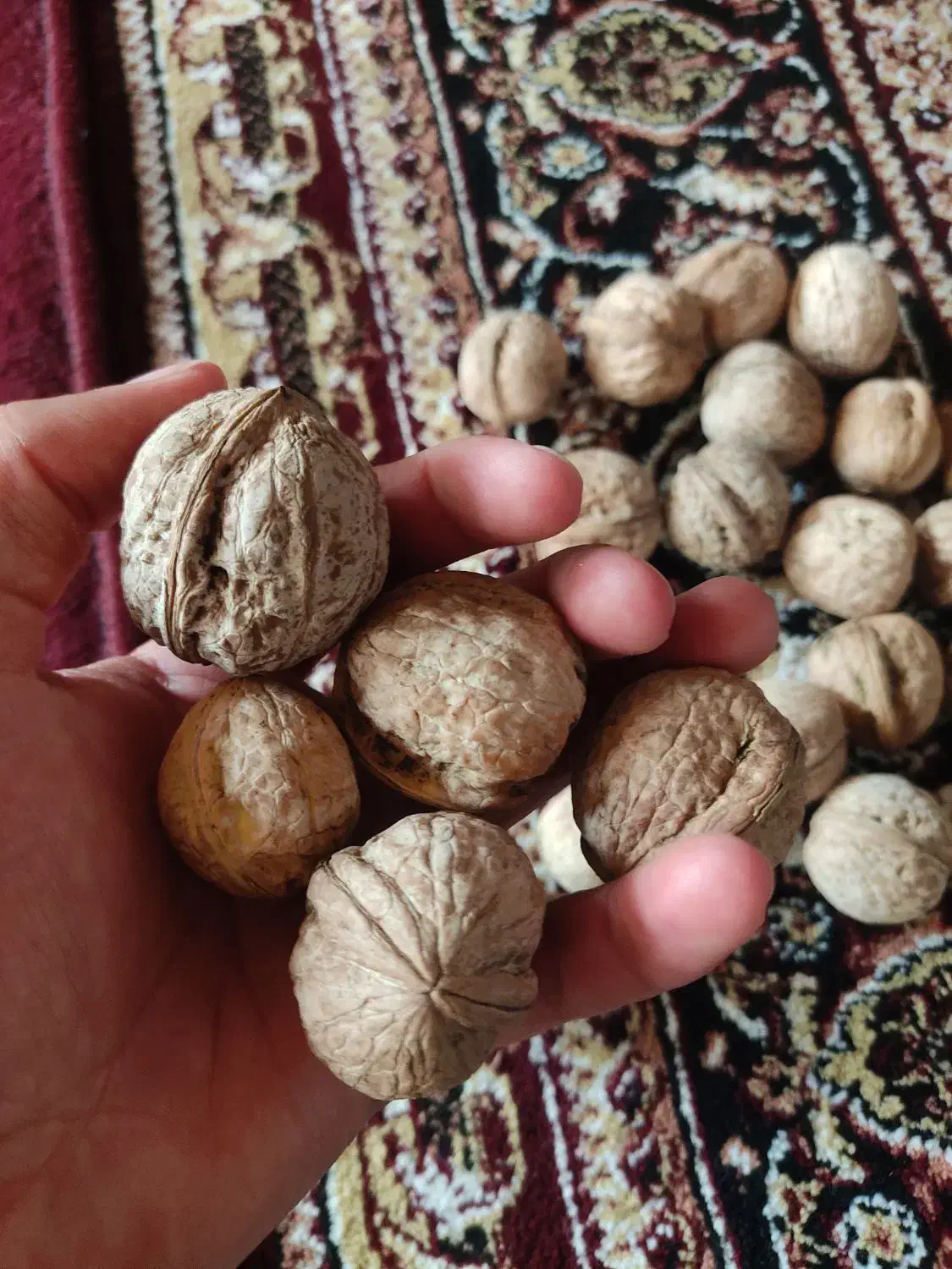 گردو|خوردنی و آشامیدنی|پاوه, |دیوار