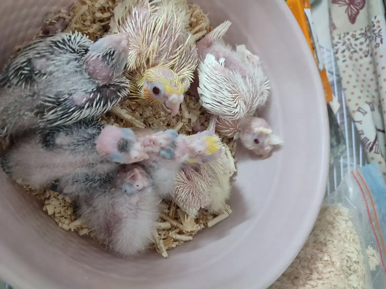 جوجه عروس هلندی سرلاکی|پرنده|مشهد, شهید قربانی|دیوار