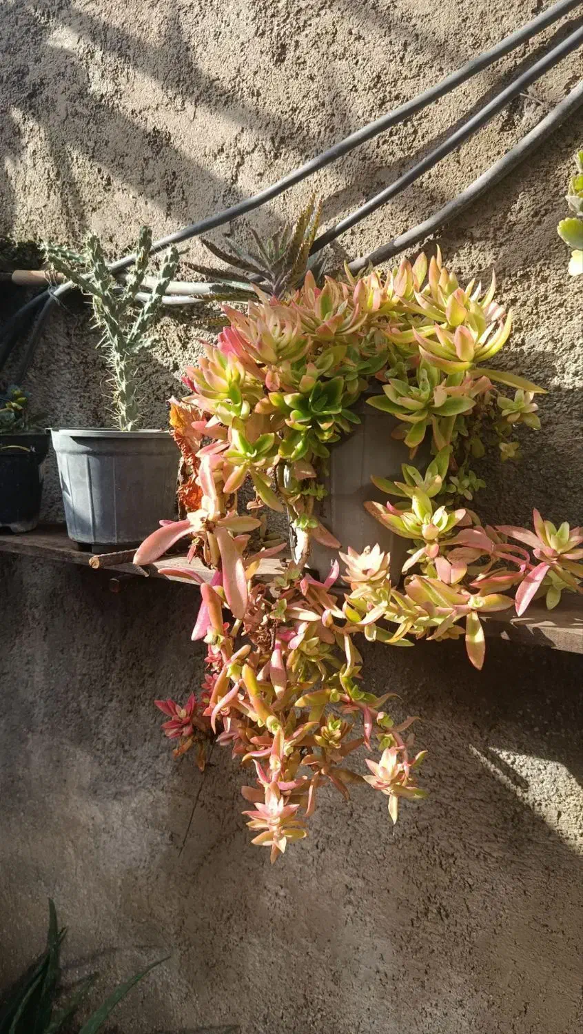 فروش گلهای زیبای آپارتمانی|گل و گیاه طبیعی|آزادشهر, |دیوار