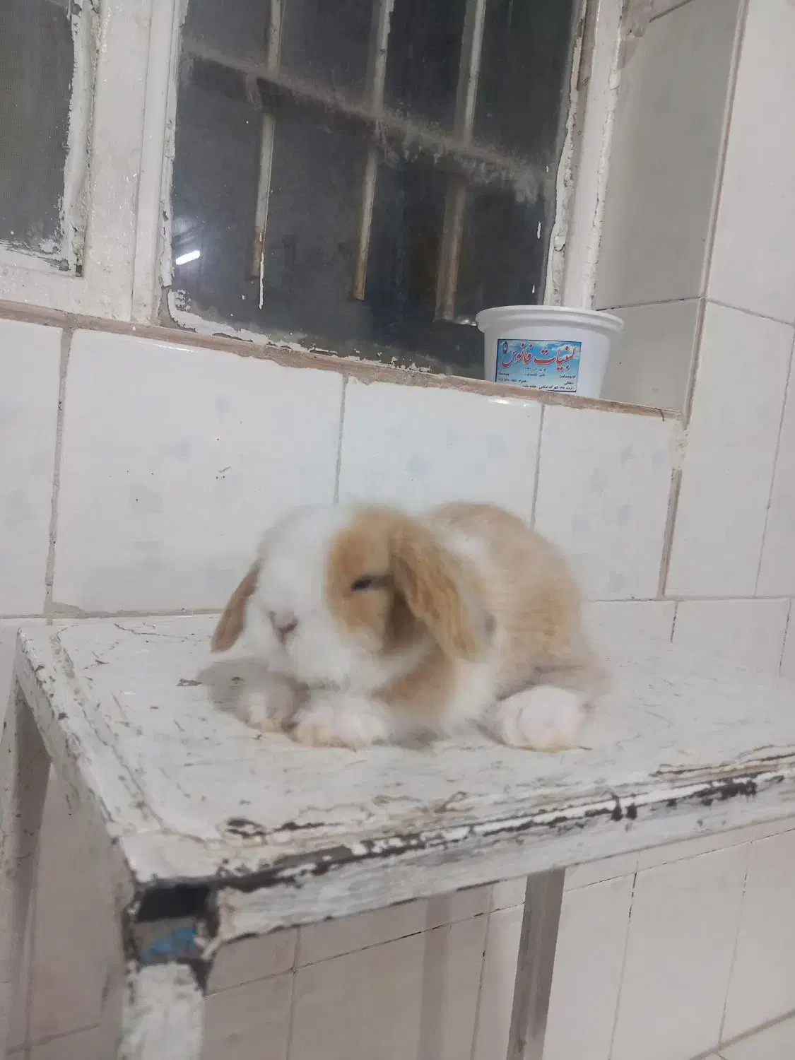 بچه خرگوش لوپ اصل|موش و خرگوش|تربت جام, جامی|دیوار