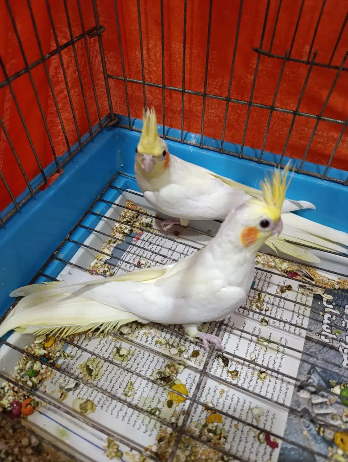 عروس هلندی لوتینو|پرنده|بندر انزلی, کلیور|دیوار