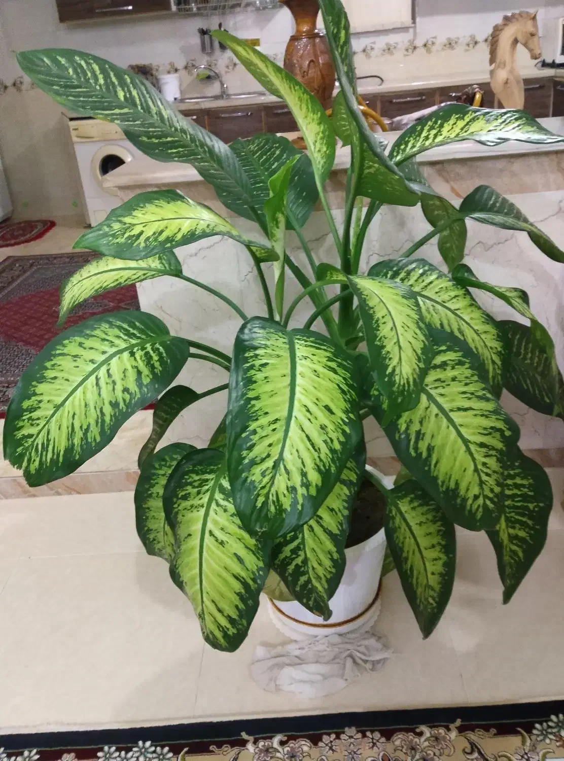 گل دفن باغی|گل و گیاه طبیعی|سقز, |دیوار