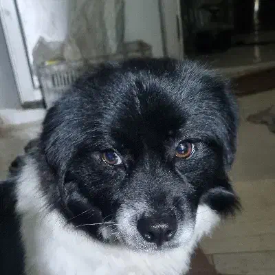 سگ پیدا شده|حیوانات|مشهد, همت آباد|دیوار