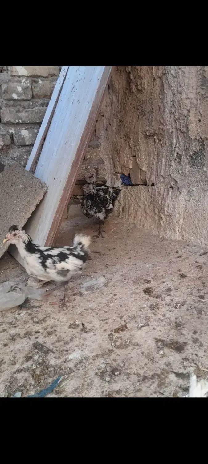 جوجه مرغ گلین اصل|حیوانات مزرعه|رفسنجان, |دیوار