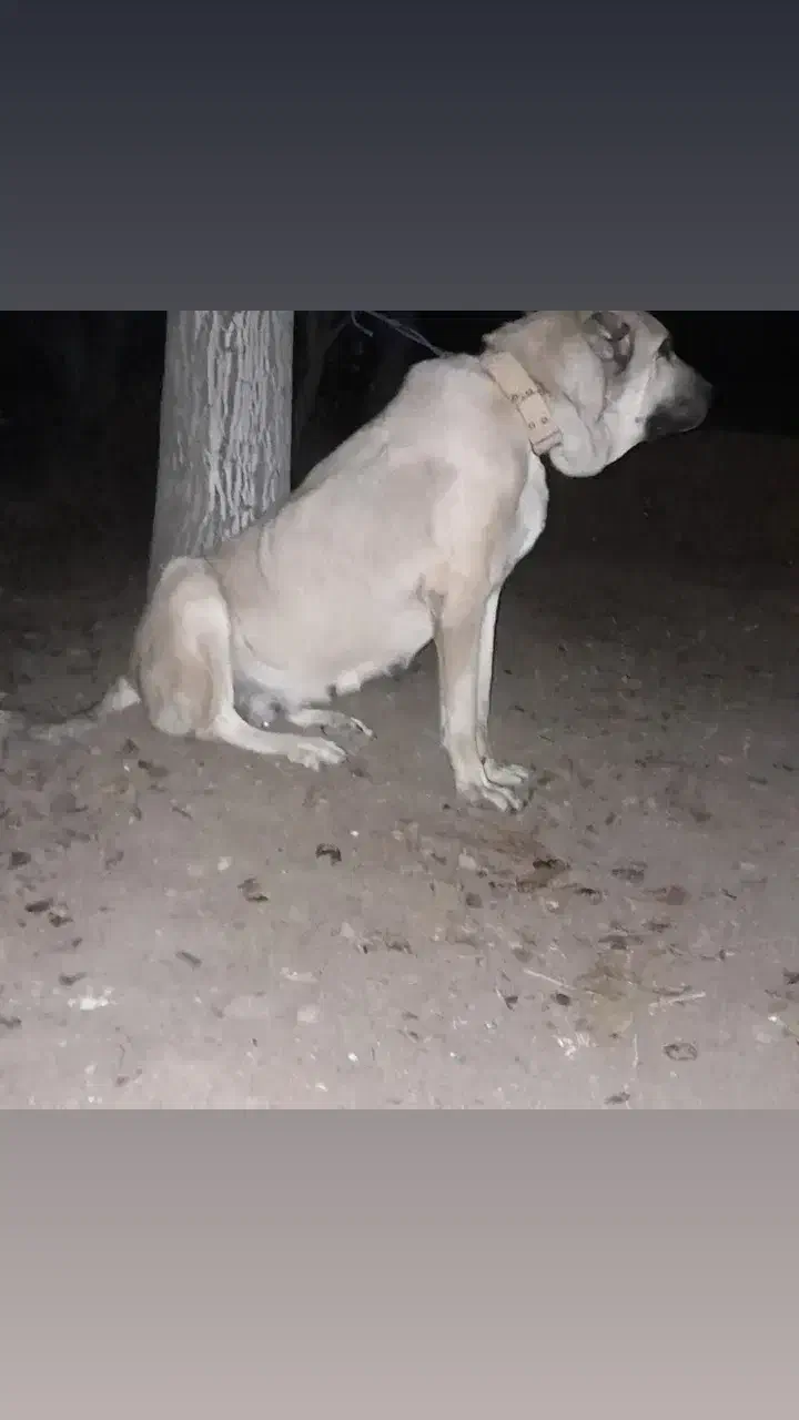 ماده مستان ازنسل ترامپ محمد غفارارمیه|سگ|عجب شیر, |دیوار