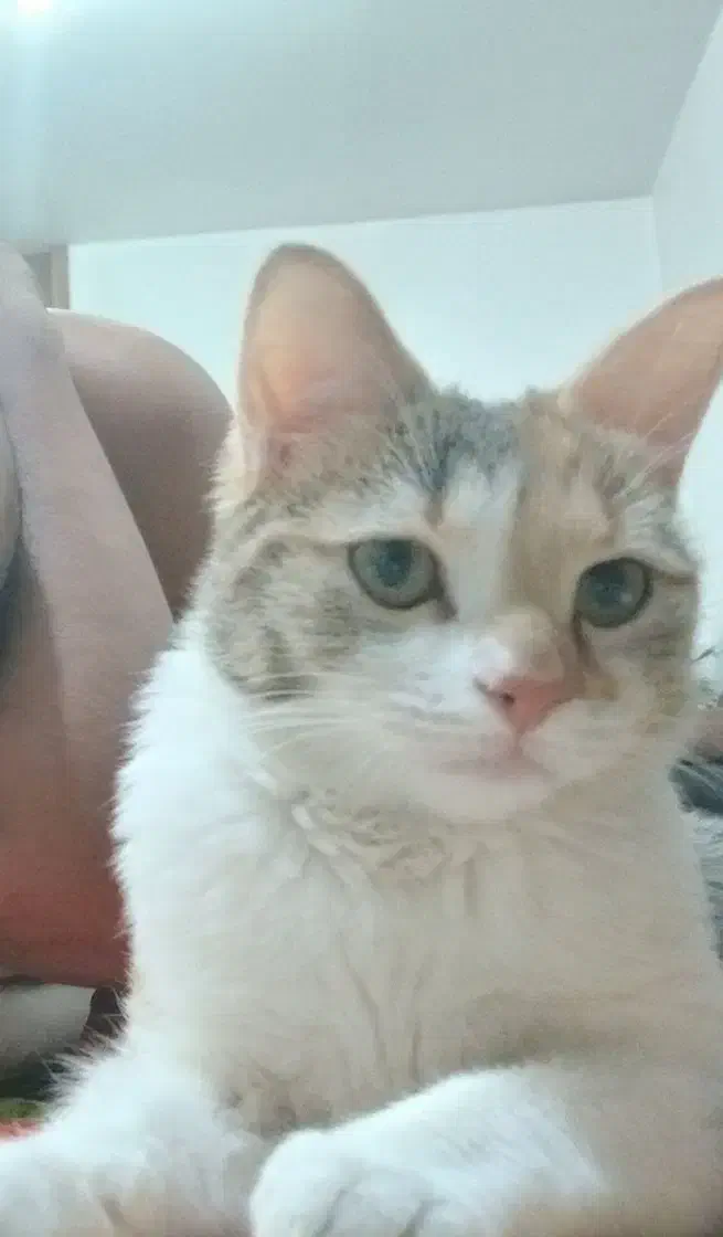 پت خانگی(گربه ۸ماهه)|گربه|خمینیشهر, |دیوار