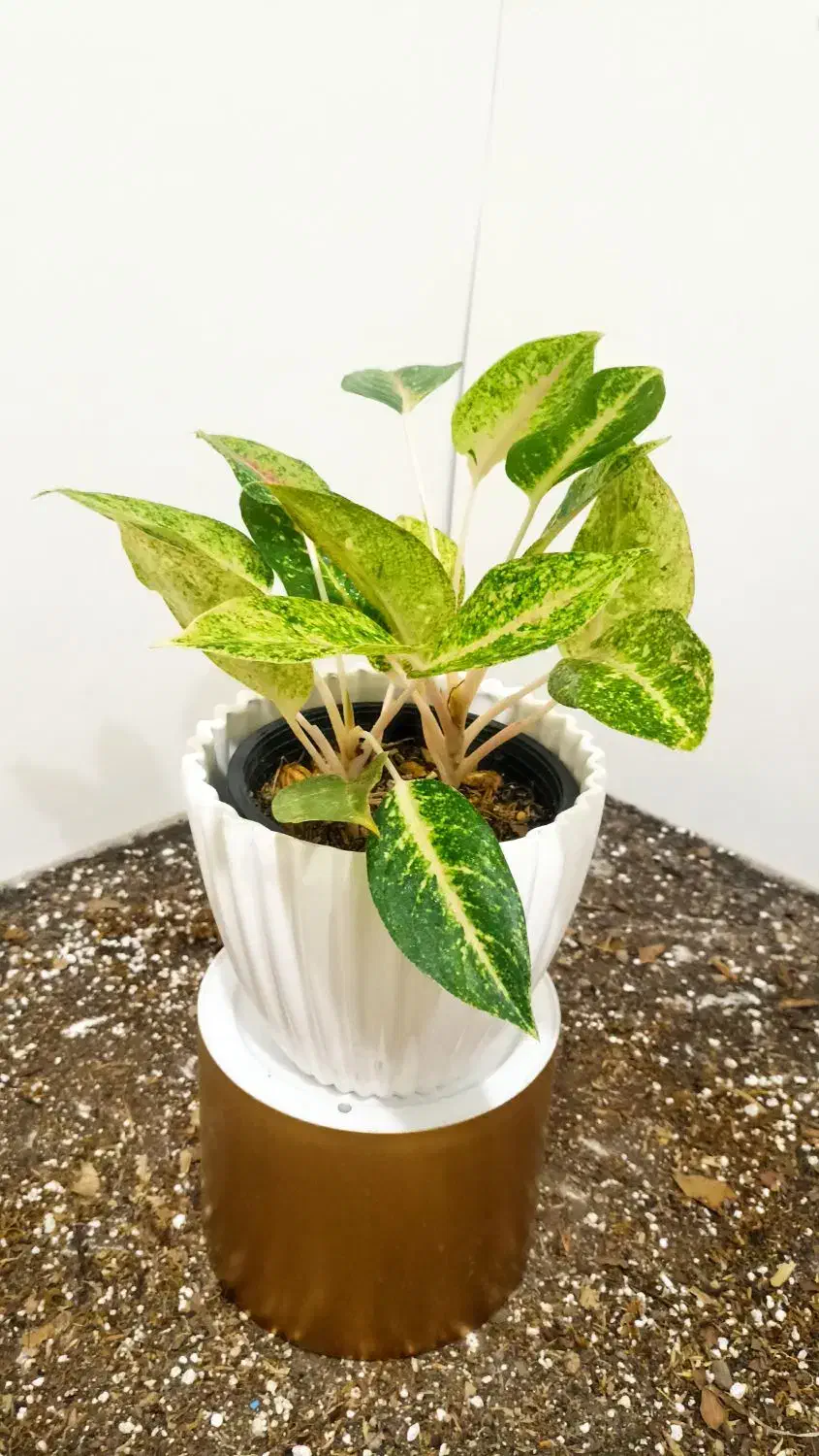 گل و گلدون /تاپر چوبی|گل و گیاه طبیعی|شاهین‌شهر, عطار|دیوار