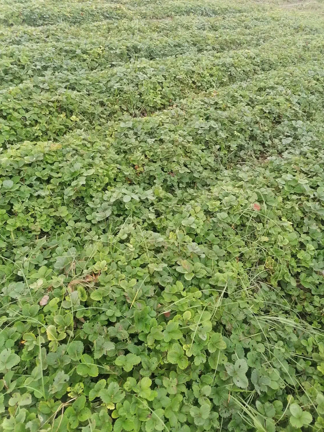 نهال توت فرنگی سابرینا|خدمات باغبانی و درختکاری|دلند, |دیوار