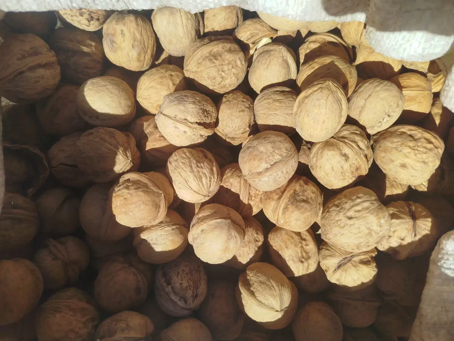 گردو|خوردنی و آشامیدنی|شیراز, شهرک سعدی|دیوار