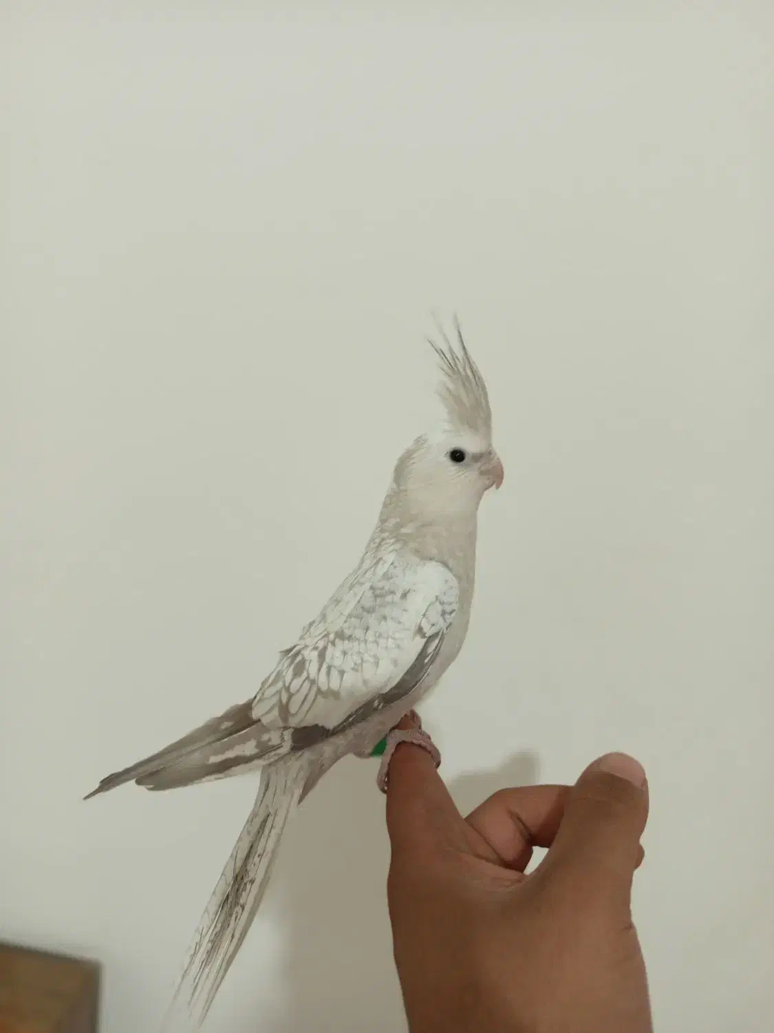 جوجه عروس هلندی ایزابلا ، مرواریدی ، سینامون|پرنده|اندیشه, شهرک مریم|دیوار