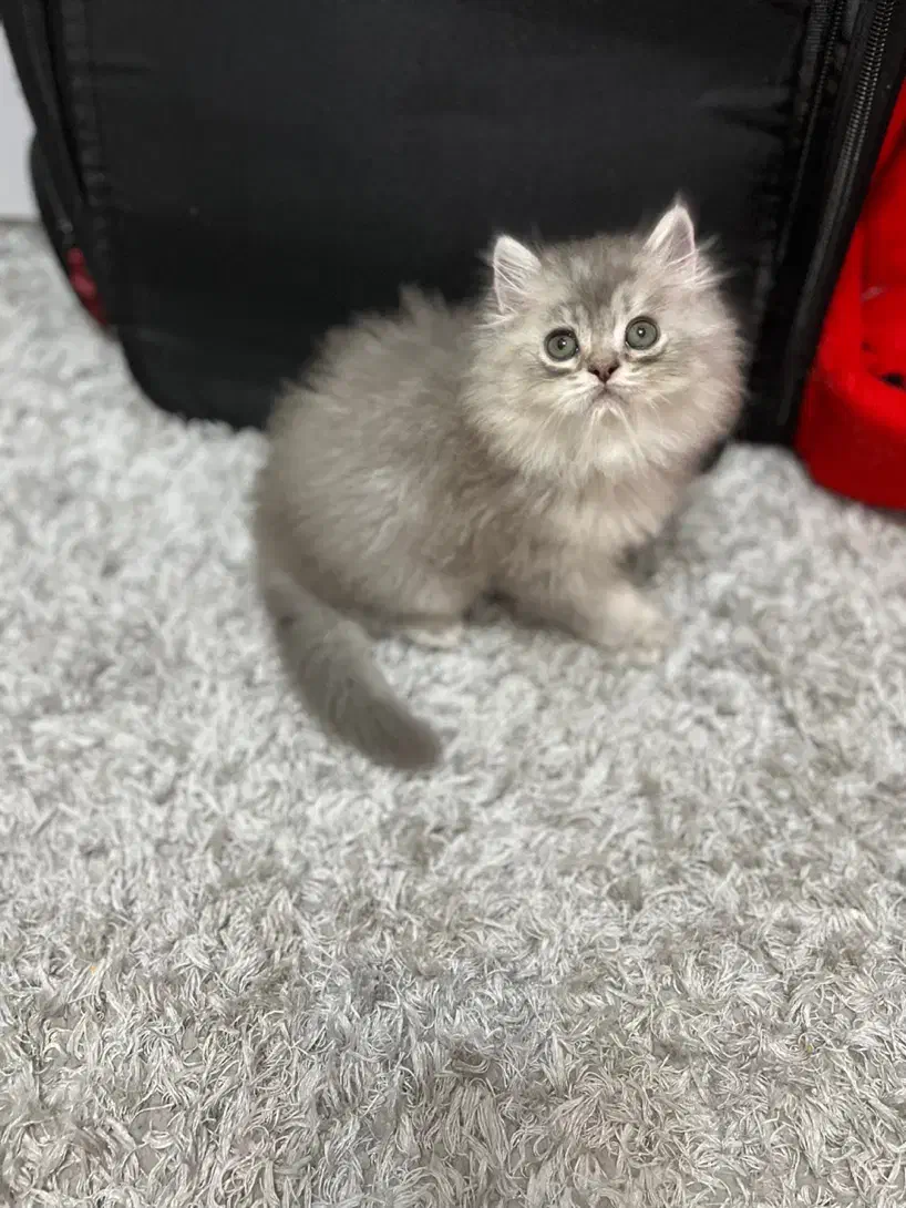 گربه بریتیش چینچیلا عروسکی|گربه|تهران, چیتگر جنوبی|دیوار