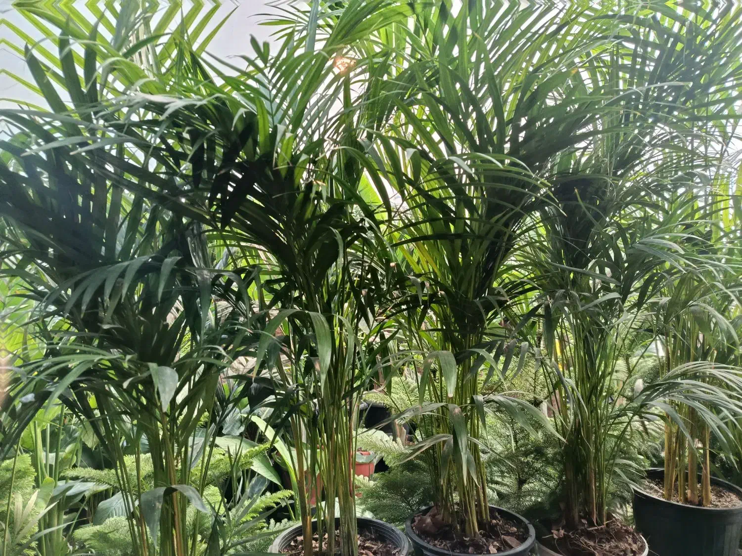 گل پالیز|گل و گیاه طبیعی|شیراز, رکنآباد|دیوار