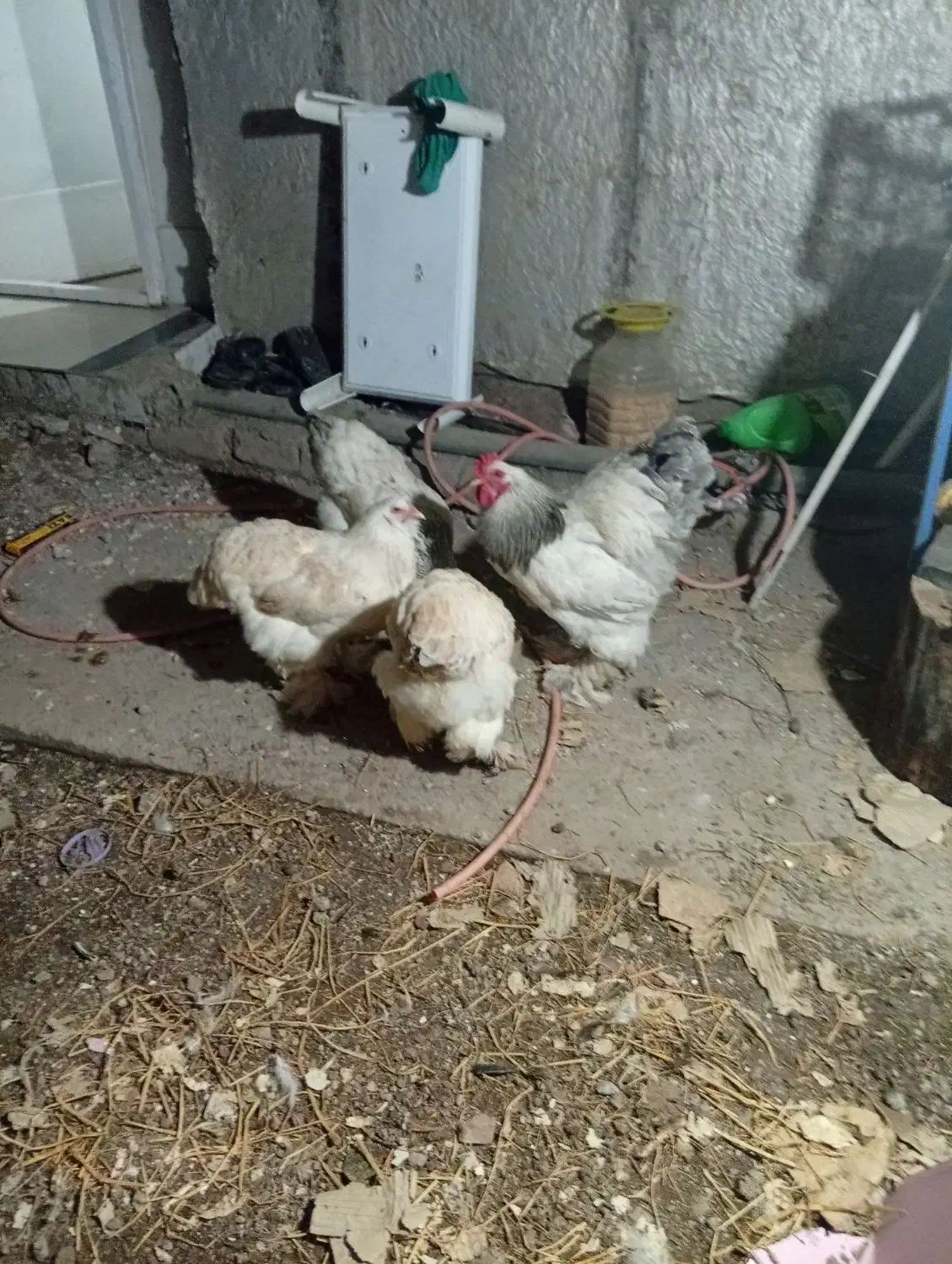 تخم مرغ نطفه دار برهما اصیل|حیوانات مزرعه|منجیل, |دیوار