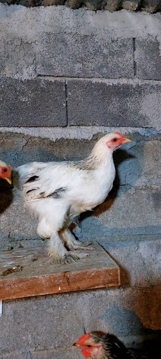 نیمچه خروس امپراطور پاپر|حیوانات مزرعه|قائمشهر, |دیوار