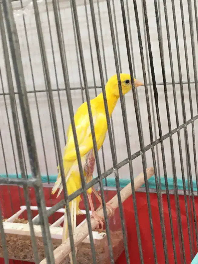 پرنده|پرنده|شیراز, شهرک رضوان|دیوار