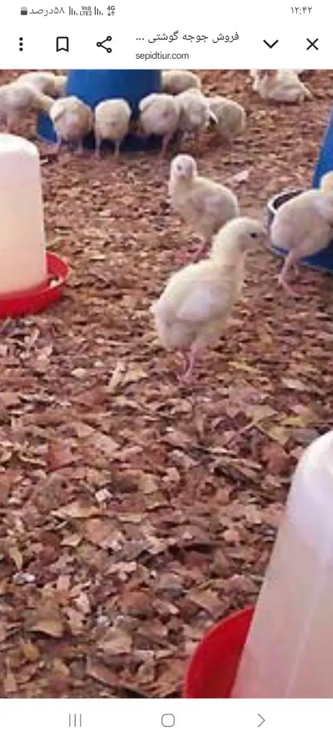 جوجه گوشتی نژاد راس اصلی|حیوانات مزرعه|هرسین, |دیوار