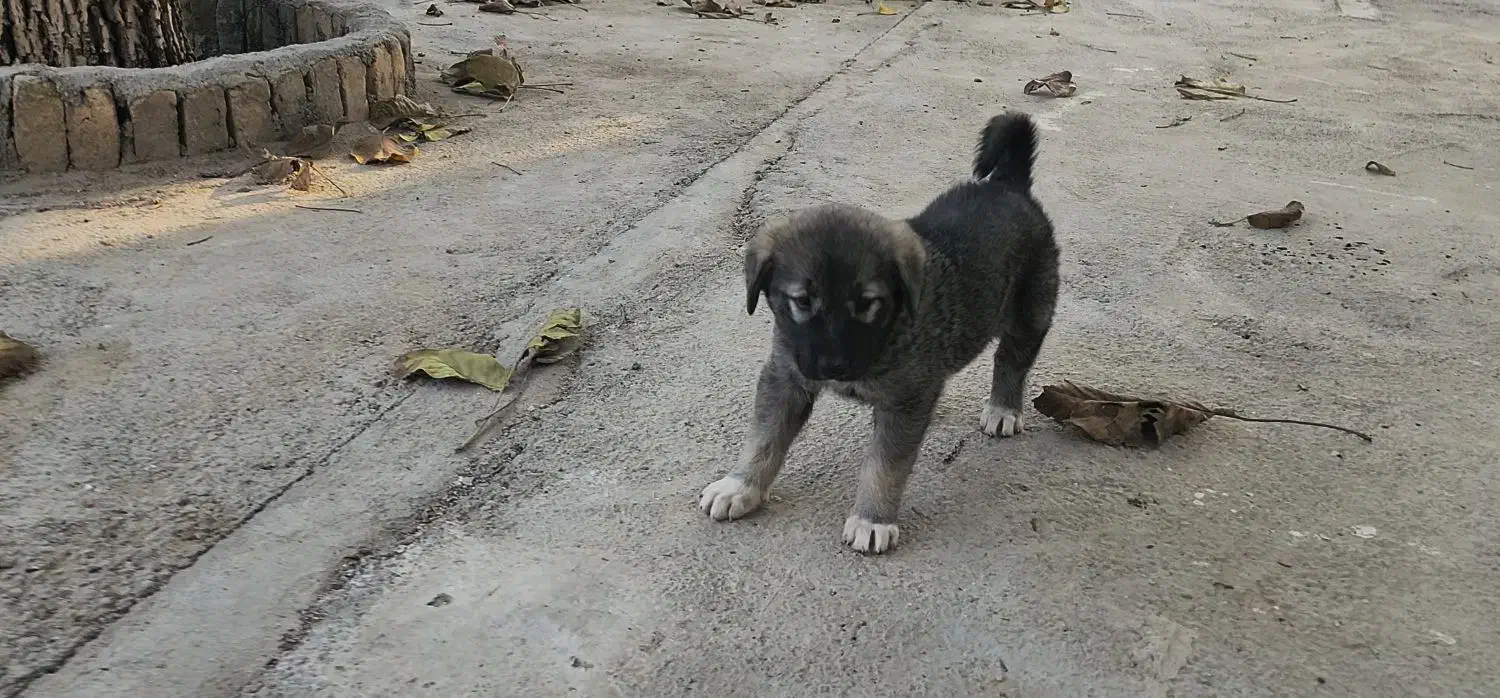 سگ نر دو ماهه|سگ|بسطام, |دیوار