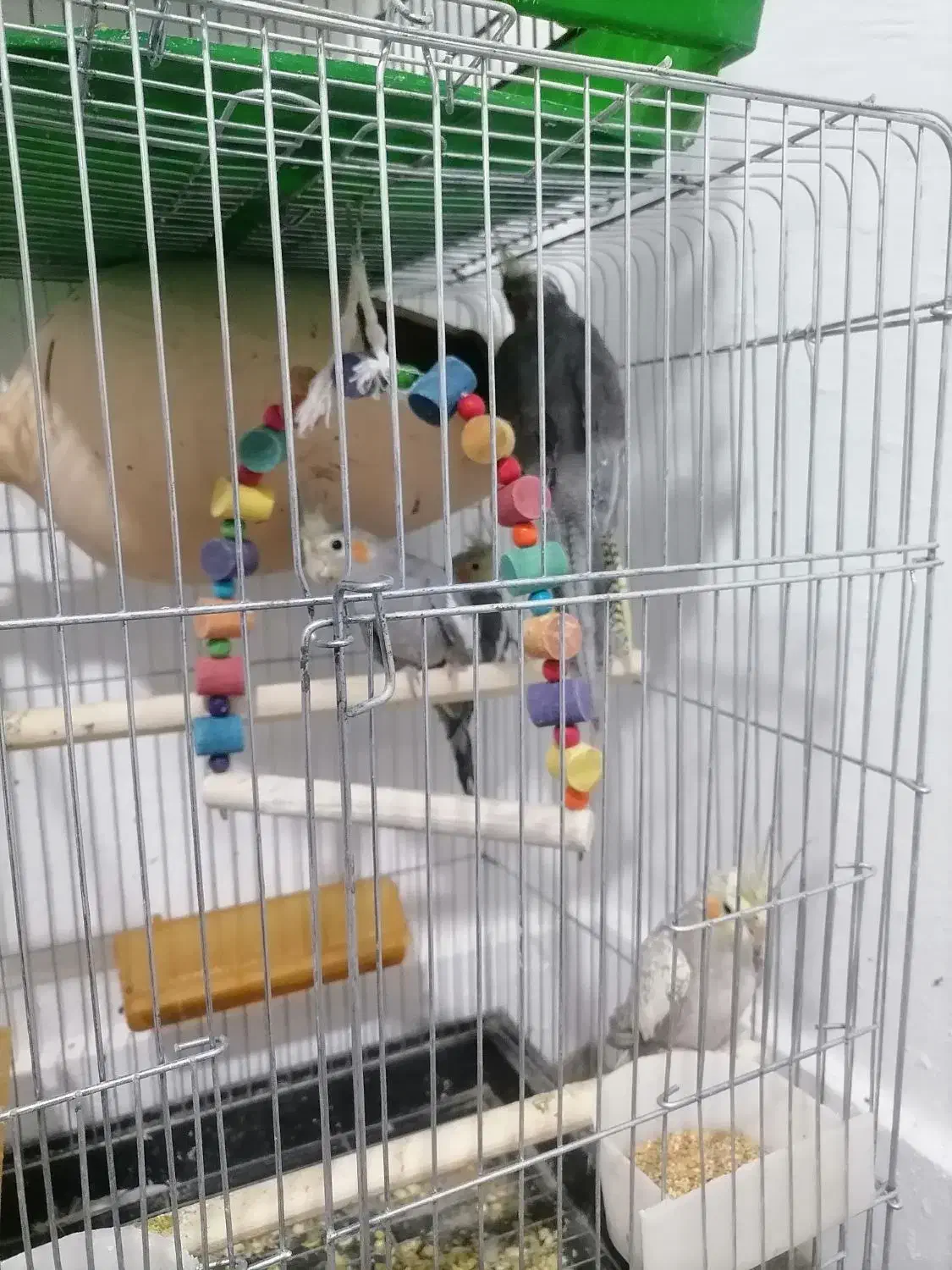 عروس هلندی جفتی مولد|پرنده|شیراز, باغ تخت|دیوار