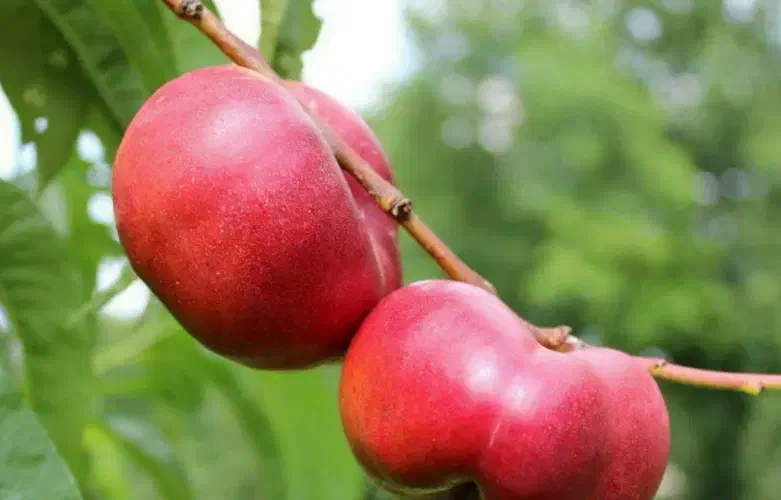 پیشفروش نهال شلیل انجیری|خدمات باغبانی و درختکاری|ارشق, |دیوار