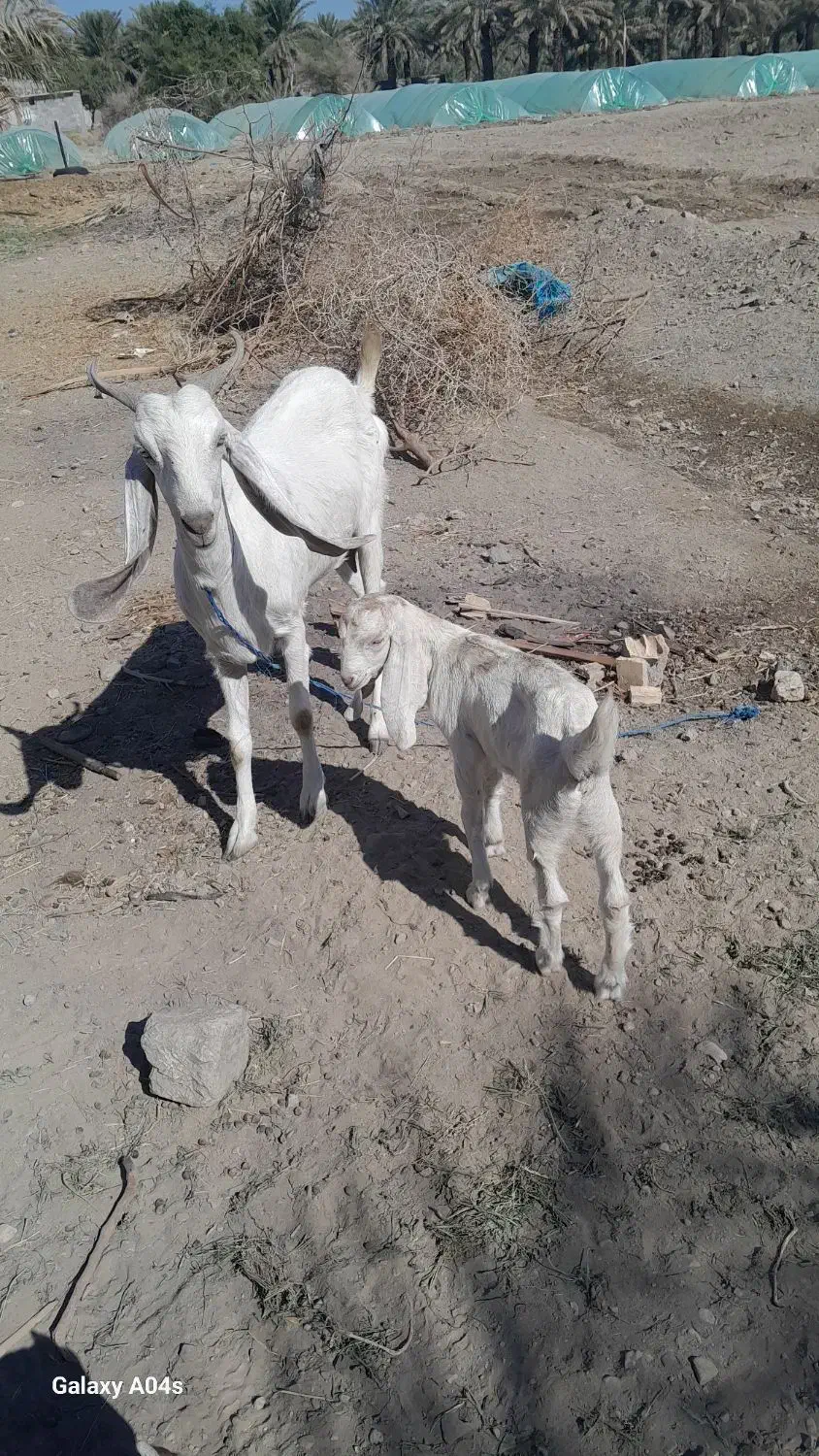 بز وکهره فروشی|حیوانات مزرعه|بلوک, |دیوار