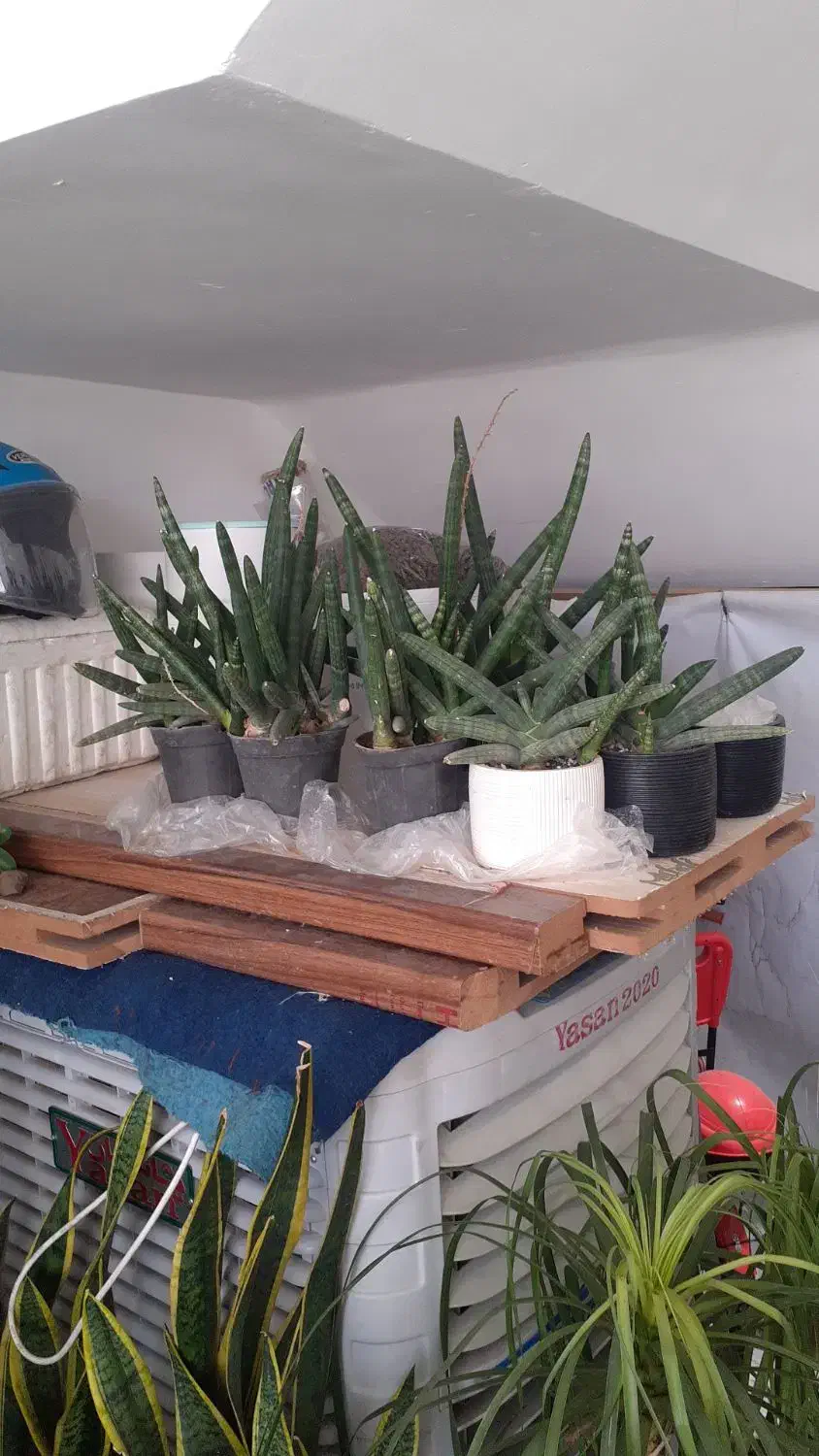 حراج گل و گیاه به قیمت خرید|گل و گیاه طبیعی|بیرجند, |دیوار