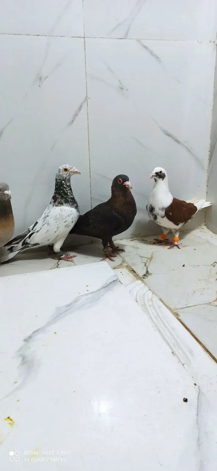 کفتر شهری|پرنده|شیراز, شهرک بهار|دیوار