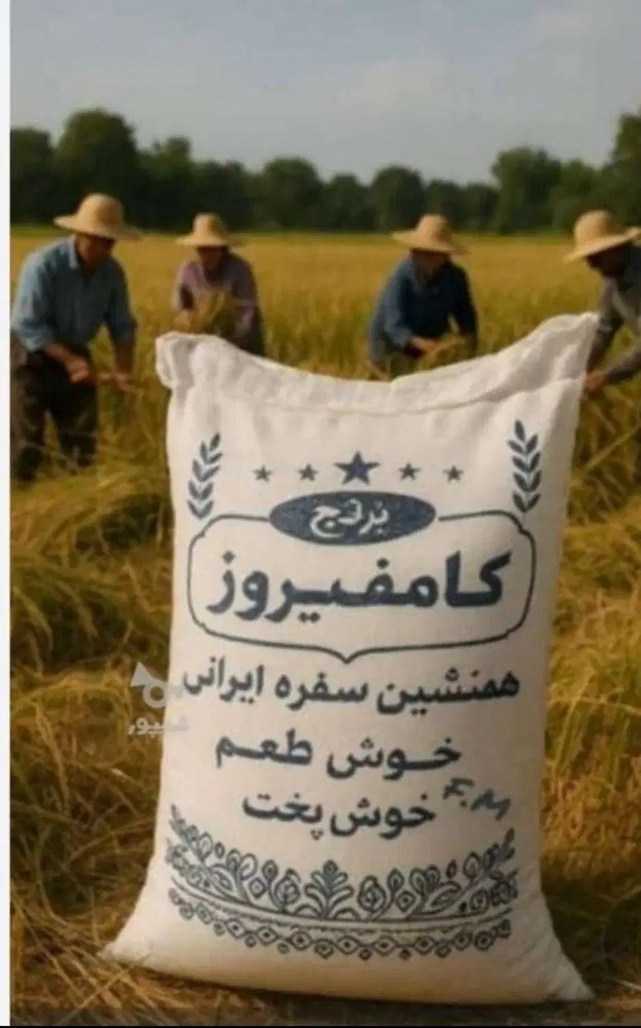 برنج کامفیروزی چمپه|خوردنی و آشامیدنی|کر, |دیوار