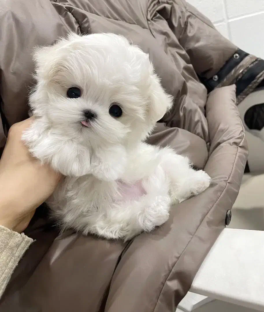 توله سگ پودل مالتیز|سگ|تهران, جنتآباد مرکزی|دیوار