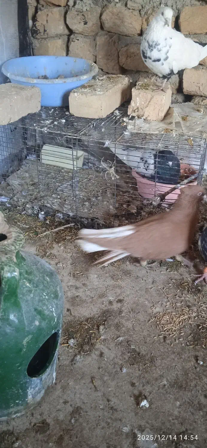 یدونه زرد دم سفید نر یدونه هم طوقی زردماده|پرنده|شراء, |دیوار