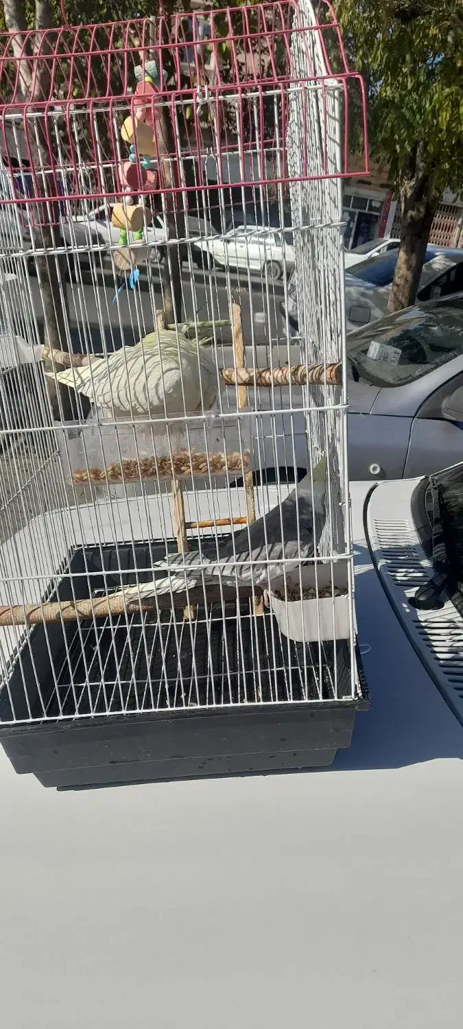 عروس هلندی|پرنده|ملایر, |دیوار