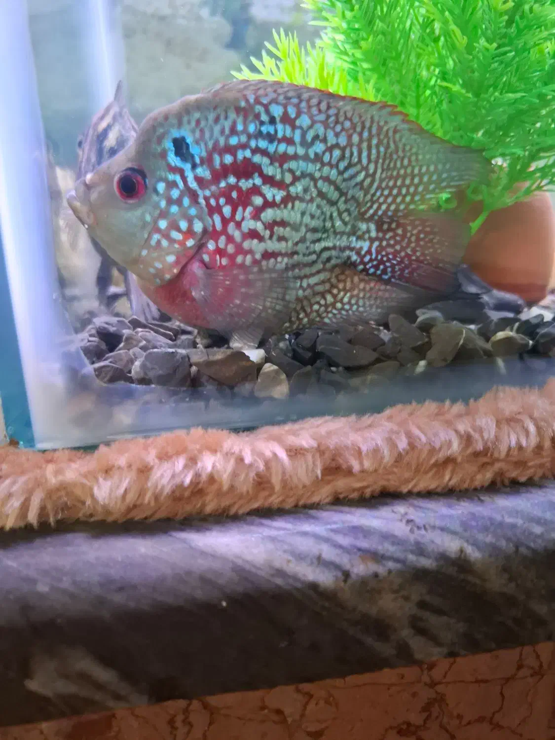 ماهی گوشتخوار|ماهی|خرم‌آباد, |دیوار