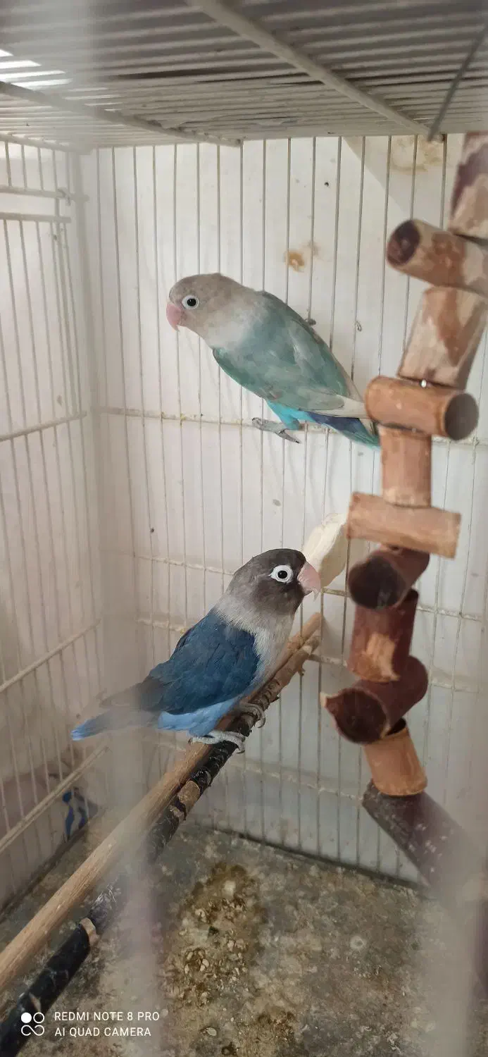 طوطی|پرنده|سمنان, |دیوار