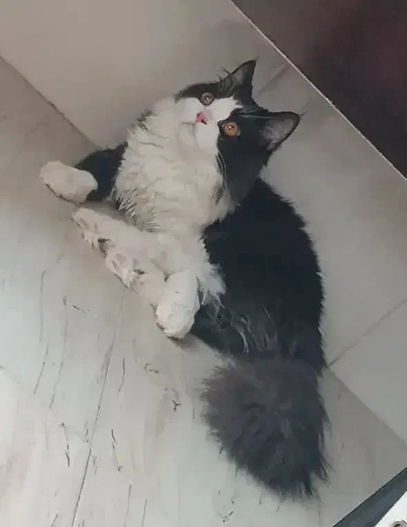 گربه نر پرشین اصیل|گربه|یزد, |دیوار