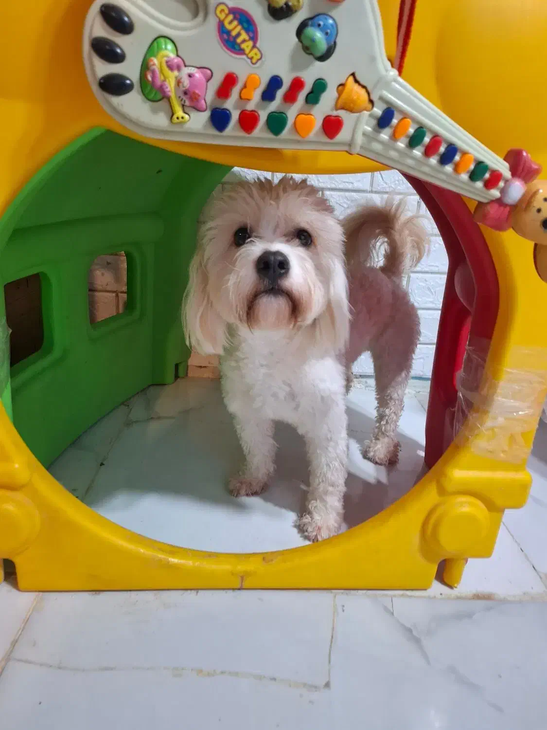 پانسیون خانگی سگ|خدمات پیشه و مهارت|رشت, بوسار|دیوار