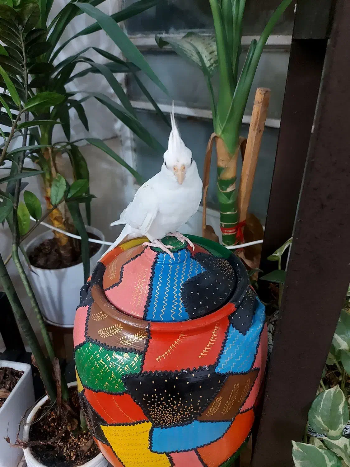 عروس هلندی آلبینو|پرنده|جهرم, |دیوار