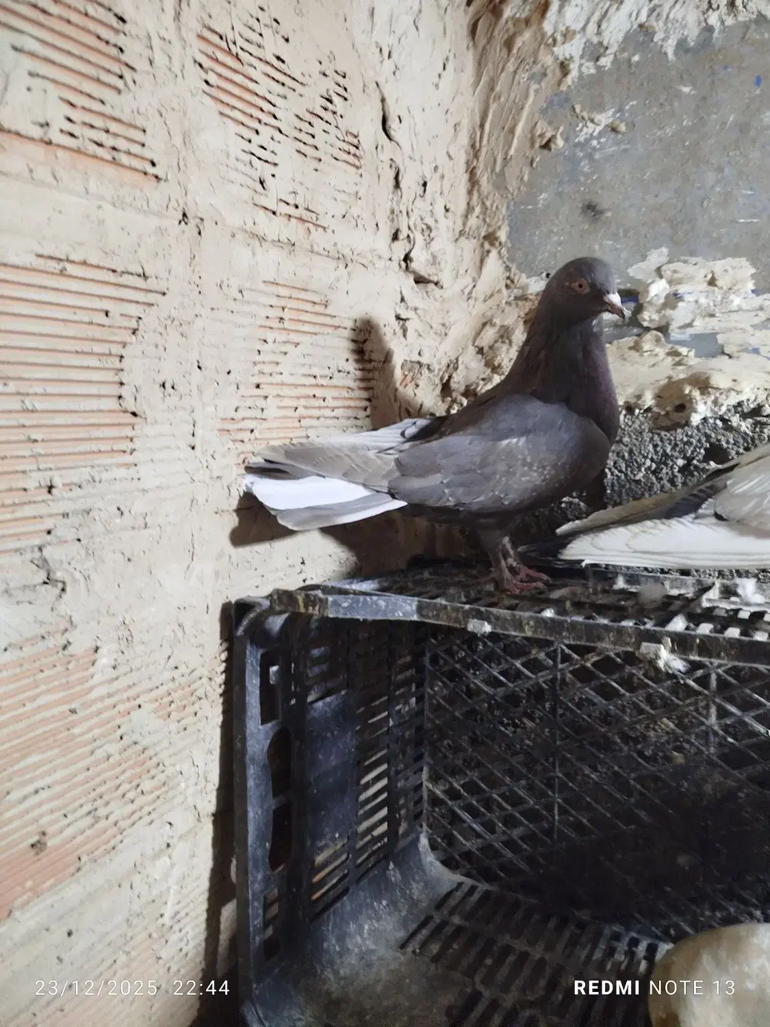 سرکه دم سفید|پرنده|نظرآباد, نظرآباد|دیوار