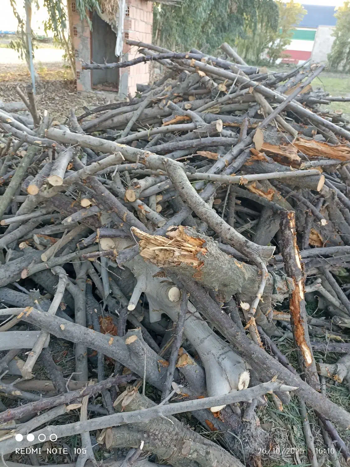 خرید انواع درخت باغی توت انجیر اکالیپتوس|خدمات باغبانی و درختکاری|آق قلا, |دیوار