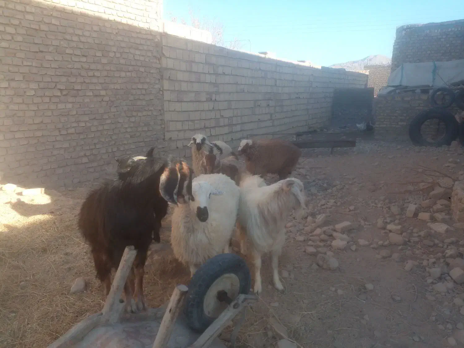 بره وبزغاله فروشی چاق|حیوانات مزرعه|سده (خراسان جنوبی), |دیوار